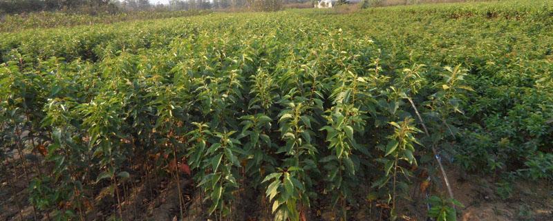 樱花苗怎么种植