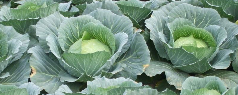 大头菜什么时候卖 大头菜什么时候卖最贵
