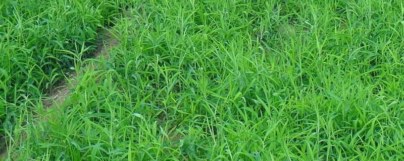 柴胡苗后打什么除草剂不伤苗 柴胡苗后除草专用剂