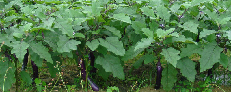茄子移栽后几天施肥 茄子移栽后多久可以施肥