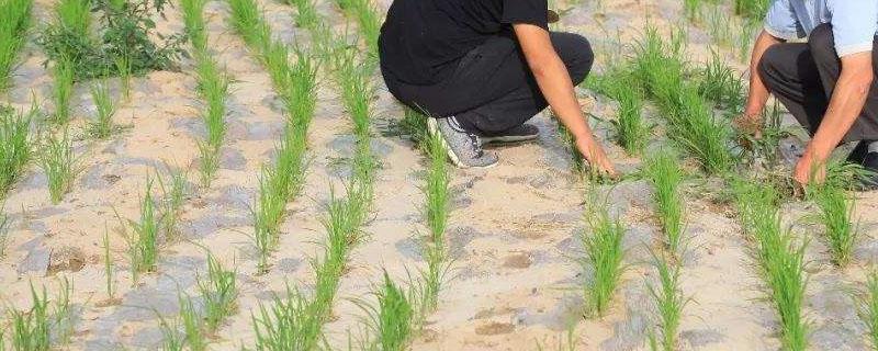 旱稻和水稻的区别（旱稻米和水稻米区别）