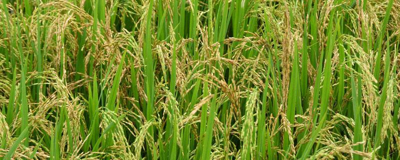 印度的小麦和水稻分布在哪里 印度的小麦和水稻的分布