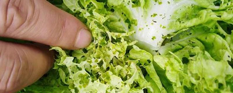 甲维盐氯氰都杀哪些虫 甲维盐氯氰防治哪些害虫