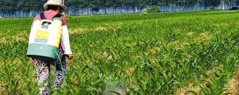 土壤除草剂残留用啥药能解除（土壤除草剂药害残留怎么解决）