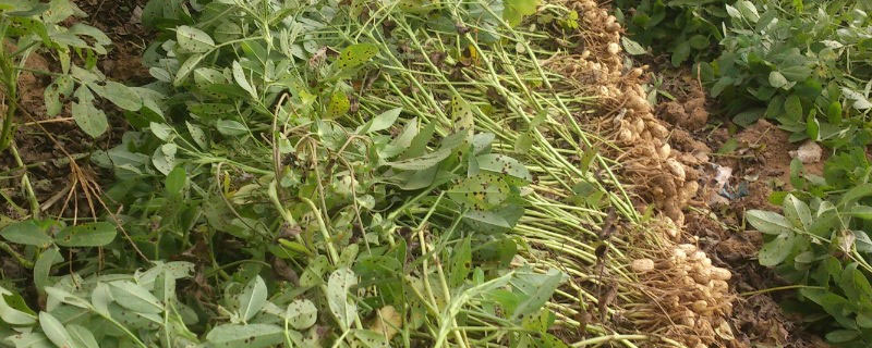 鲁花几号花生产量最高 鲁花18号每亩产量