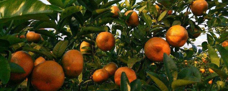 柑橘落果原因与防治（引起柑橘不正常落叶的原因）