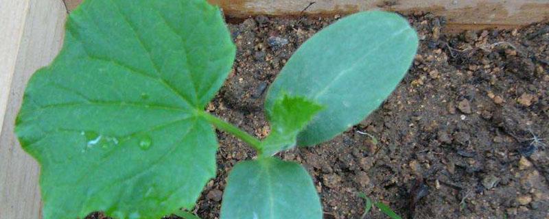 黄瓜苗不长怎么办