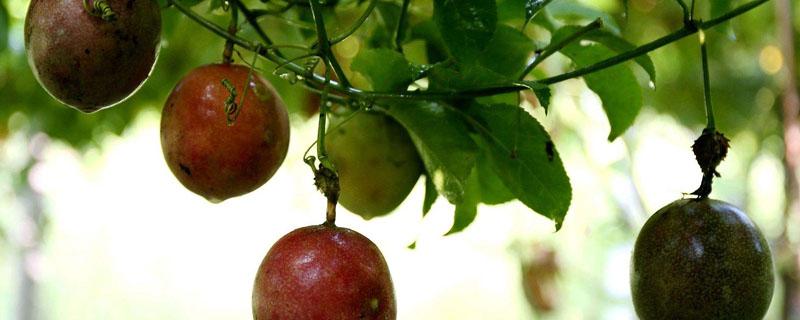 百香果的种植技术和生长环境 百香果的种植气候条件