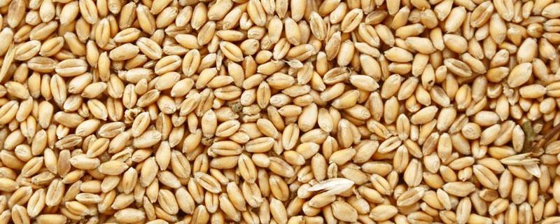 小麦种子萌发时淀粉增多还是麦芽糖 小麦萌发前后淀粉活力的比较
