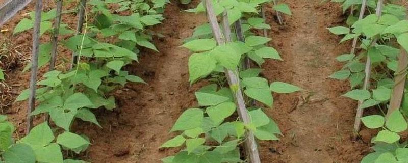豆角种植的株距和行距 豆角的种植间距