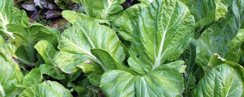 青菜打了吡虫啉多久能吃（白菜打了吡虫啉几天能吃）