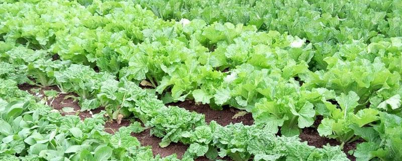 天脊硝酸磷肥肥效多久 天脊硝酸磷肥使用方法