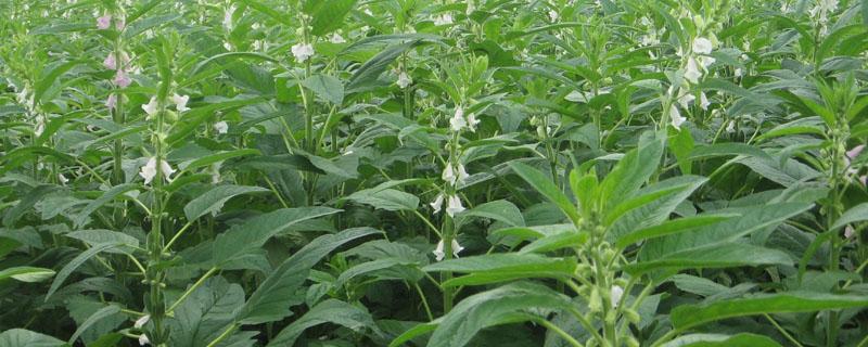 过期的芝麻怎么沤肥（芝麻渣沤肥多长时间）