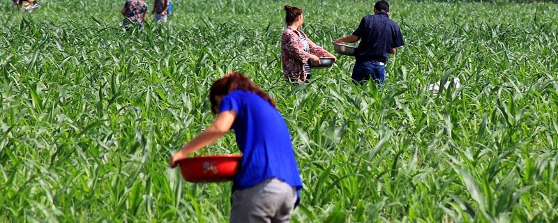 玉米专用肥氮磷钾含量 玉米专用肥氮磷钾含量是多少
