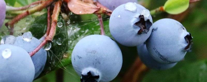 蓝莓灰霉病的治疗方法（蓝莓灰霉病怎么治）