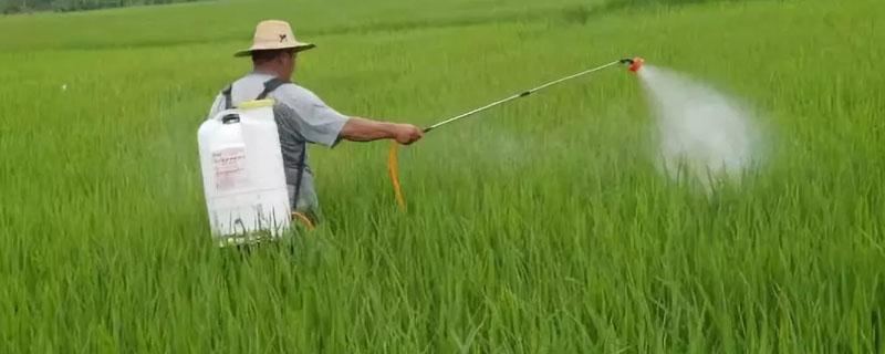 叶面肥过量有什么现象（植物叶面肥过量了有什么症状）