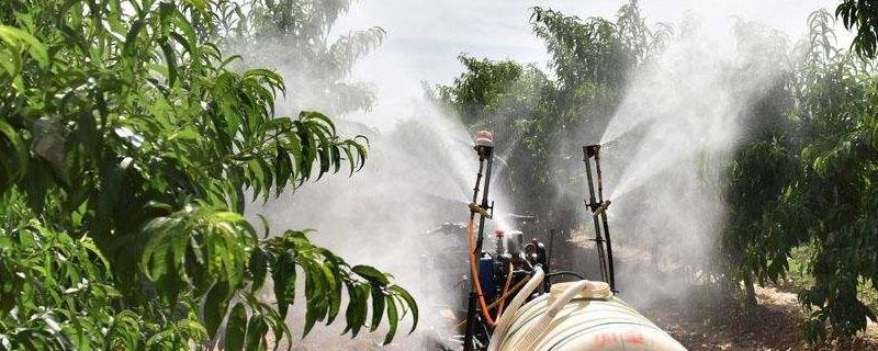 氧化乐果不能打什么树（氧化乐果不能打什么植物）