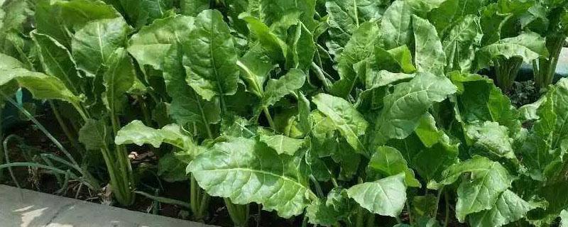 根达菜的种植方法和时间（根达菜的种植方法和时间视频）