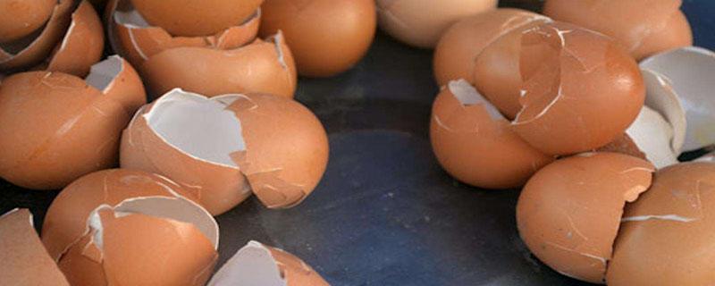 鸡蛋壳做肥料正确的做法 鸡蛋壳有机肥料制作方法
