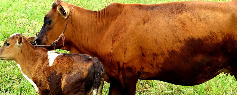 生物肥遗传过程是什么（生物肥是什么制造出来的）