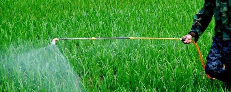 氨基酸叶面肥什么时间使用