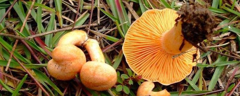 湖南枞树菌几月份才有（湖南枞菌生长季节）