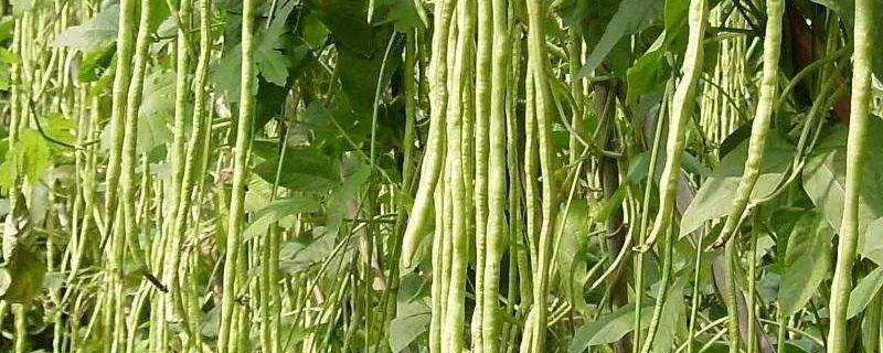 长豆角露地种植技术（豆角春季露地栽培技术）