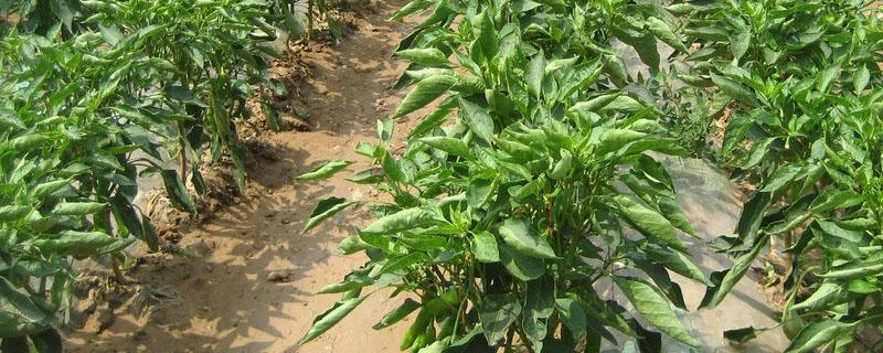 辣椒管理的主要环节有几个（种辣椒要注意什么环节）