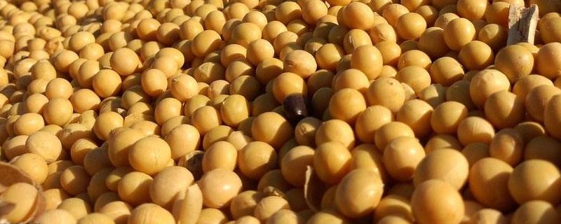 进口大豆主要用于什么 进口大豆做什么用