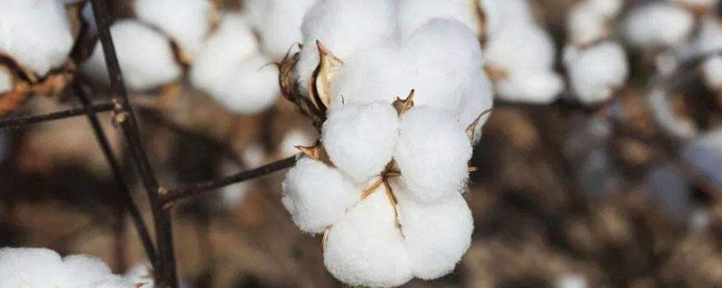 南亚的棉花主要分布在哪里 东南亚棉花产地