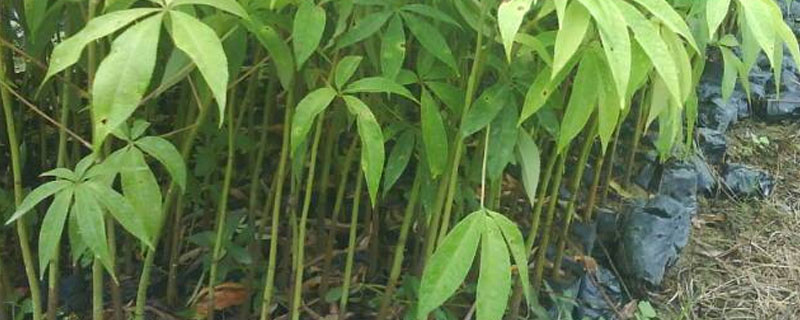 农达能除树吗（农达除草剂伤树根吗）