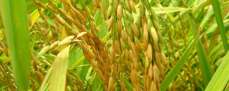 印度种植水稻的有利条件（印度种植水稻的有利条件和不利条件）
