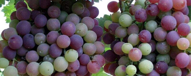 葡萄种植技术七要点 葡萄栽培要点
