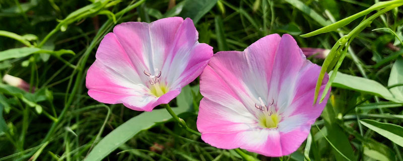 田旋花根除的除草剂 田旋花草用什么除草剂