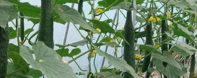 黄瓜开花结果期怎么施肥和管理（黄瓜开花结果要多久）
