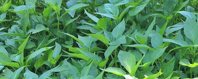 辣椒施肥时间和施肥量（辣椒种植施肥时间和方法）