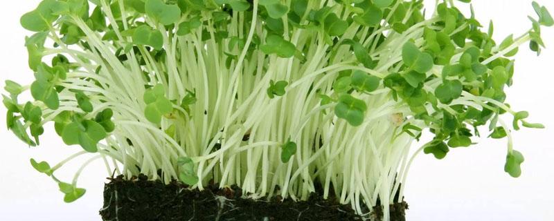 麻豌豆苗可以割几次 麻豌豆苗种植时间和方法