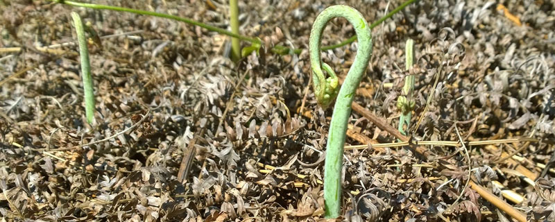 蕨菜种植从哪里买苗（蕨菜种植基地在哪里）