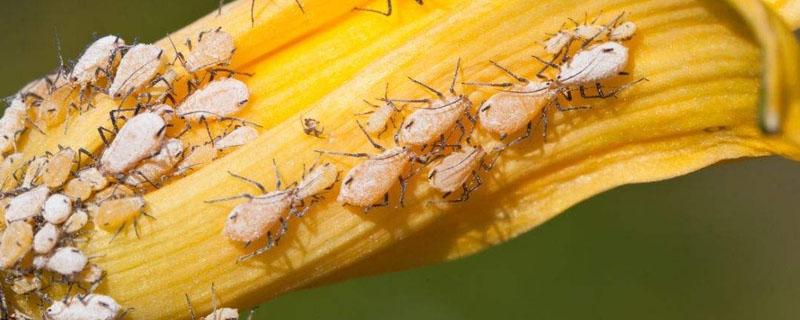 用酒精能把蚜虫杀死吗 酒精能灭蚜虫吗