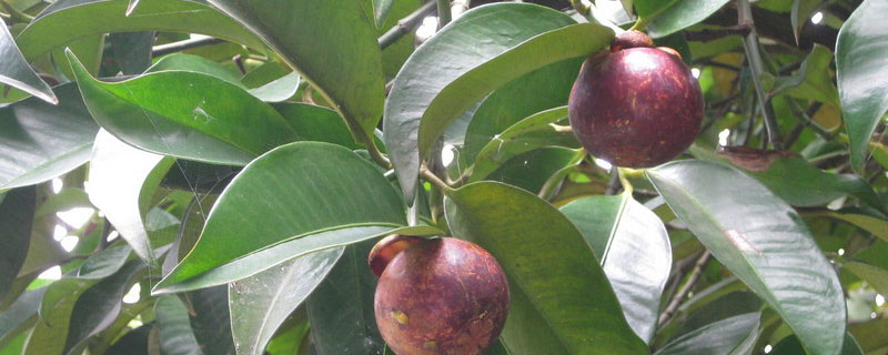 广东种植山竹会结果吗 广东地区可以种植山竹会结果吗