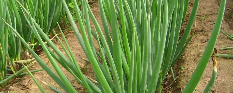 腐植酸复合肥的特点