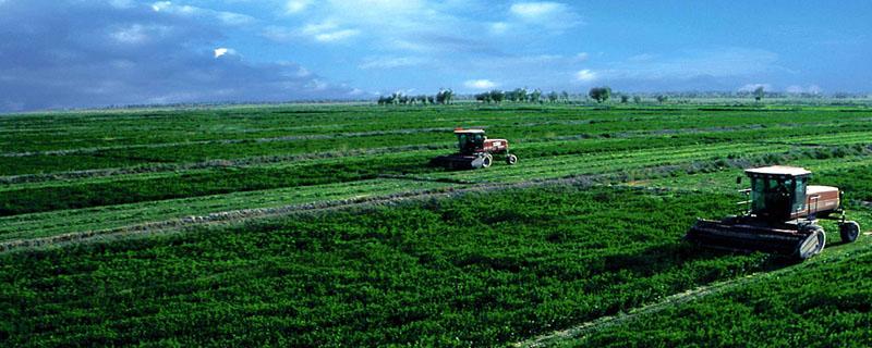新疆的农业类型 新疆的农业类型是什么