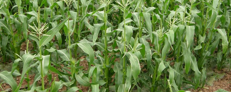 一亩地5000株玉米种几寸（一亩地4500株玉米种几寸）