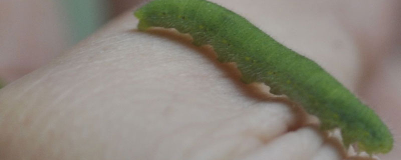 杀菜青虫的自制偏方（白醋杀虫最快的方法）