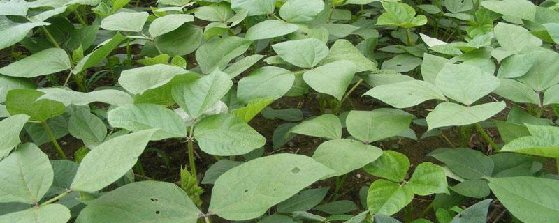 绿豆种植时间和技术 绿豆种植时间和技术视频