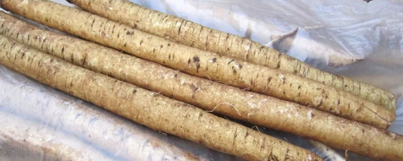 牛蒡根哪里买 牛蒡根哪里买得到