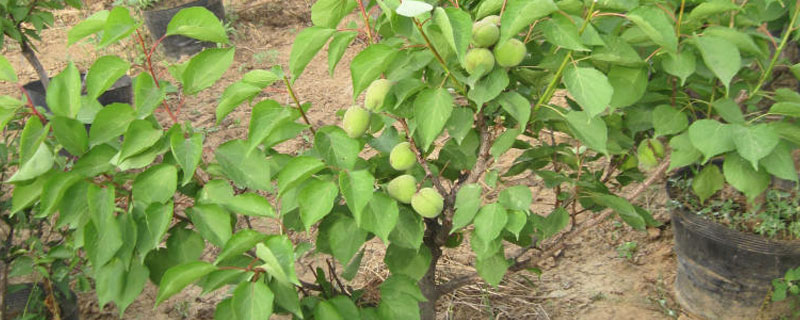 杏树上长蚜虫该打啥药（杏树开花时有蚜虫可以打药）