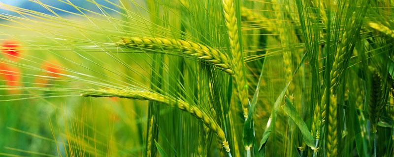 小麦拔节期一般几个叶 小麦拔节期在什么时候