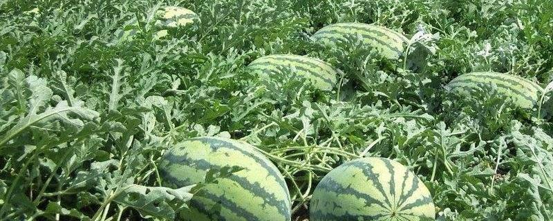 西瓜打催熟剂是真的吗（西瓜能打药催熟吗）
