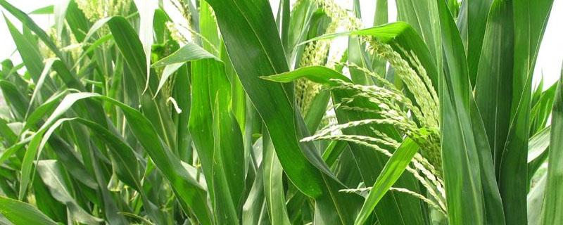 代森锰锌和多菌灵的区别（代森锰锌与多菌灵）